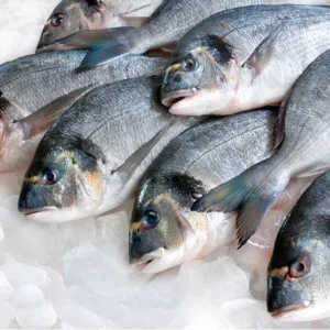 Best Flash Frozen Fish Supplier