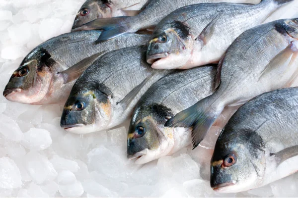 Best Flash Frozen Fish Supplier