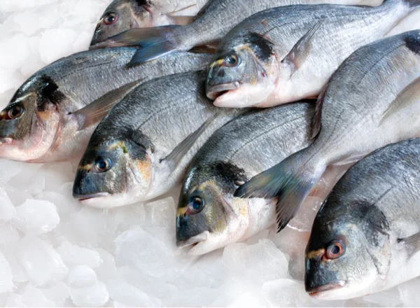 Best Flash Frozen Fish Supplier