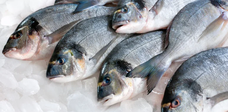 Best Flash Frozen Fish Supplier