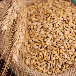 barley-grain-on-wooden-